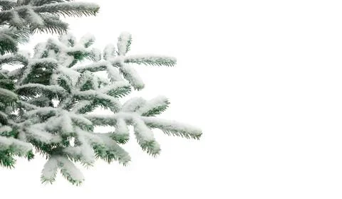 Tree branches in the snow Stock-Fotos