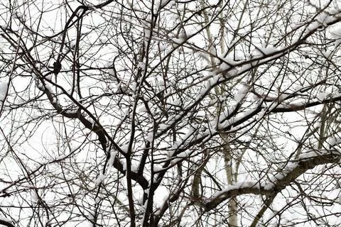 Tree branches in the snow Stock Photos