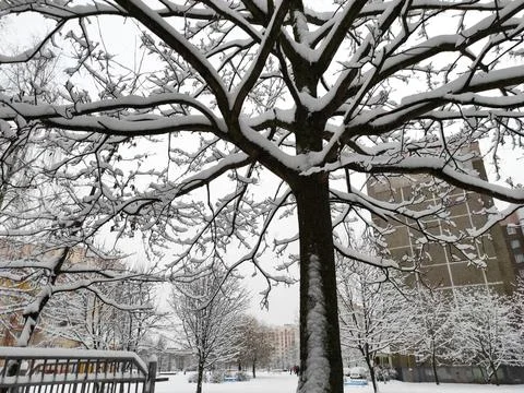 Tree branches in the snow Stock Photos