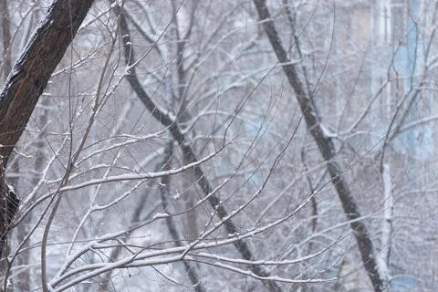 Tree branches with snow Stock Photos
