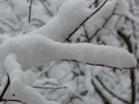 Tree Branches In The Snow Stock Photos