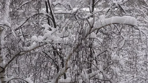 Tree branches in the snow. Snowfall in the city 4K Video stock 174090096