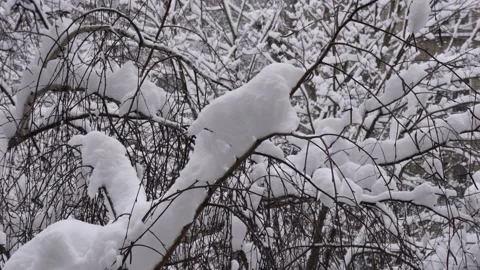Tree branches in the snow. Snowfall in the forest. Nature 4K Stock Footage 174080315