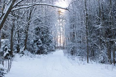 Tree branches in the snow in the sunlight Stock Photos