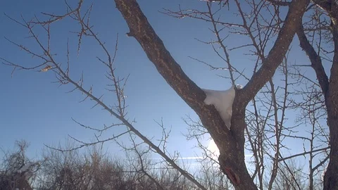 Tree branches in the snow Sunny winter day Video stock 106445160
