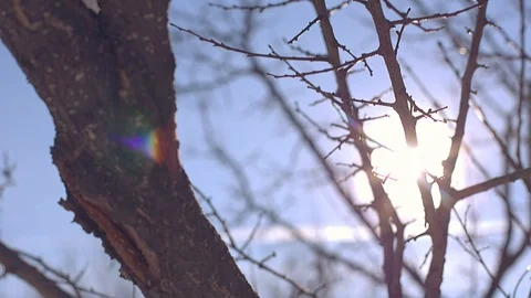 Tree branches in the snow Sunny winter day Stock Footage 106445316