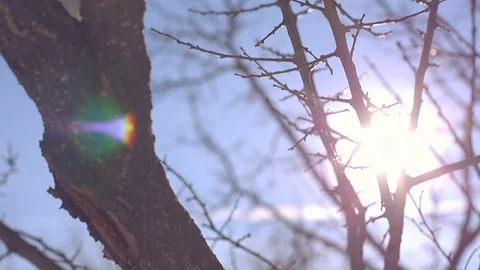 Tree branches in the snow Sunny winter day Stock Footage 106445379