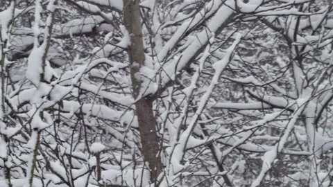Tree branches in the snow in the winter forest, close-up Vídeos de archivo 231775648