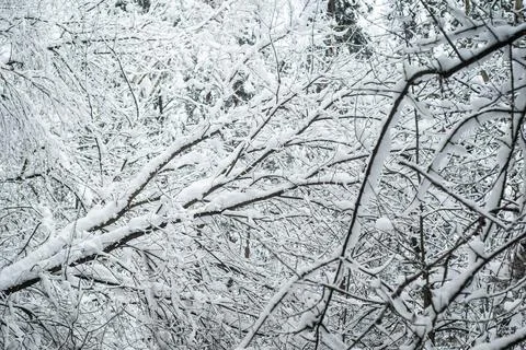 Tree branches in the snow. winter forest Stock Photos