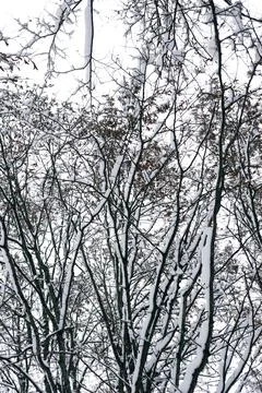 Tree branches in the snow in winter Stock Photos