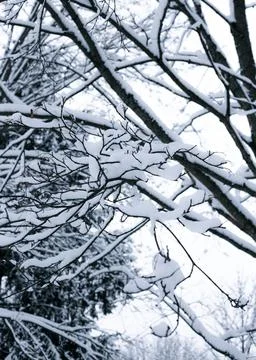 Tree branches in the snow in winter Stock Photos