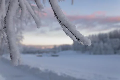 Tree branches with snowflakes stuck on. Cloudy sky, snow-covered forest Stock Photos