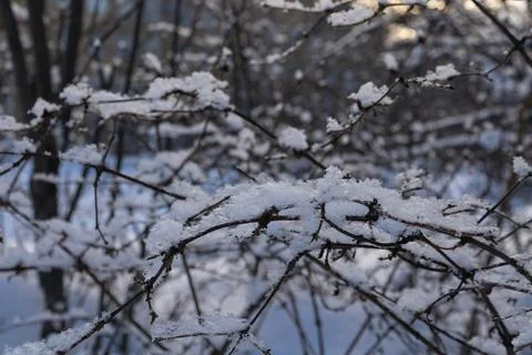 Tree branches with snowflakes. Trees in the background in blur Stock Photos