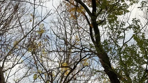 Tree branches with sparse autumn leaves against cloudy sky outdoors Stock Footage 336959991