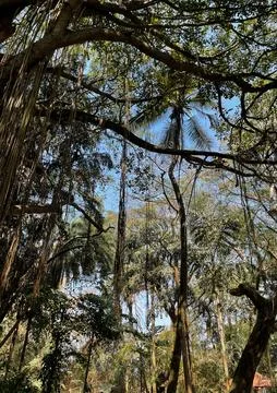 A tree with branches spread all over and filtering sunlight through its bra.. Stock Photos