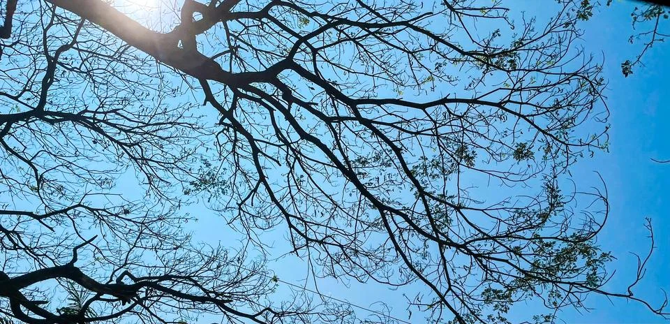 A tree with branches spread on a roadside filtering sunlight. Photos