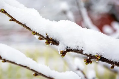 Tree branches in spring covered with snow, close up. Foto stock