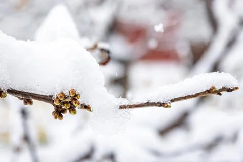 Tree branches in spring covered with snow, close up. Stock Photos