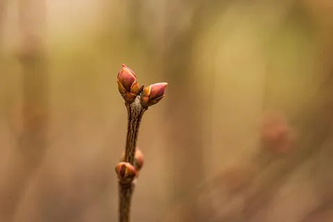 Tree branches with spring green budding leaves closeup. springtime. Bokeh lig Stock Photos