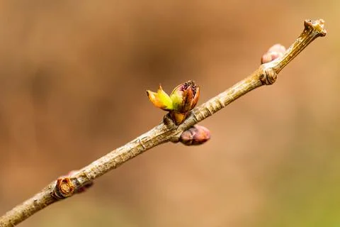 Tree branches with spring green budding leaves closeup. springtime. Bokeh lig Stock Photos