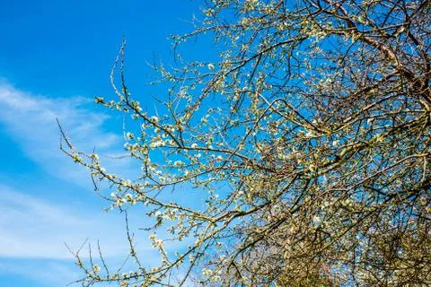 Tree branches in springtime with beautiful blue sky Stock Photos