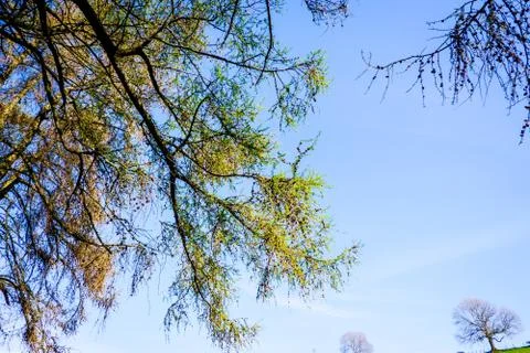 Tree branches in springtime with beautiful blue sky Stock Photos
