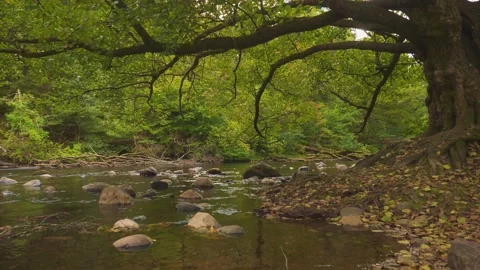 Tree branches streaches out over Sevean River, Gothenburg, Sweden, Pan 動画素材 225880284