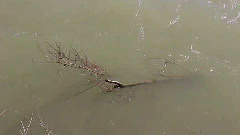 Tree branches in the stream of the river Stock Footage 149984179
