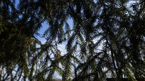 The tree branches stretch out against the vibrant blue sky above Stock Photos
