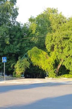 Tree branches stretch over a quiet road during the late afternoon in a green Stock Photos