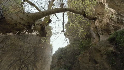 Tree Branches Stretching Overhead in a Rocky Canyon Stock Footage 282937014