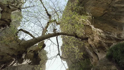 Tree Branches Stretching Overhead in a Rocky Canyon Stock Footage 282937019
