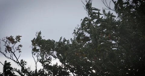 Tree branches in strong wind Stock Footage 115673665