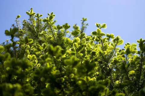 Tree Branches in the Sun 库存照片