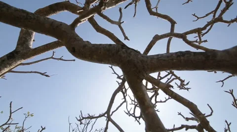 Tree branches with sun on the sky in India Stock Footage 57763811
