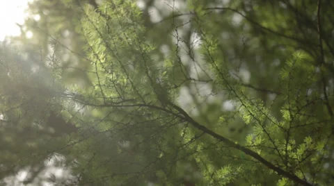 Tree Branches With Sunbeam (Cinestyle) Stock Footage 37739194