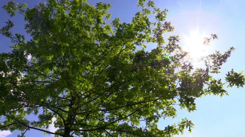Tree branches in the sunlight against sky Stockbeeldmateriaal 38477627