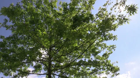 Tree branches in the sunlight against the sky Video stock 38653788