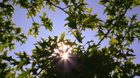 Tree branches in sunlight against the sky Stock Footage 38690576