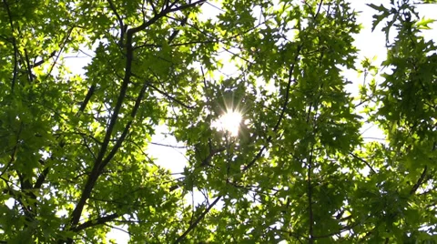 Tree branches in sunlight against the sky Stock Footage 39374679