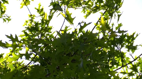Tree branches in sunlight against the sky 動画素材 39396094