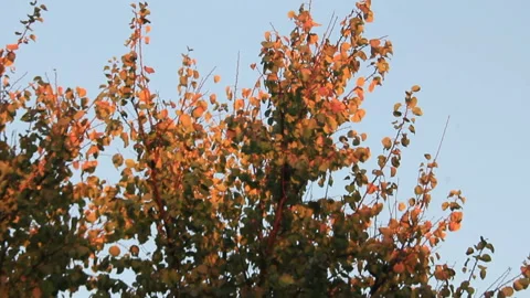 Tree branches in sunlight 스톡 동영상 96339931