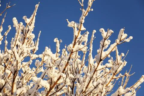 Tree branches in sunlight as it snowed Stock Photos