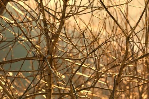 Tree branches sunlight Stock Photos