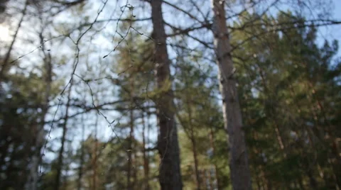 Tree branches in the sunlight. Summer landscape Stock Footage 63147452