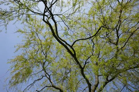 Tree branches on a sunny day Stock Photos