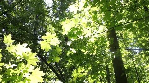 Tree branches in the sunny summer rays Stockbeeldmateriaal 98251866