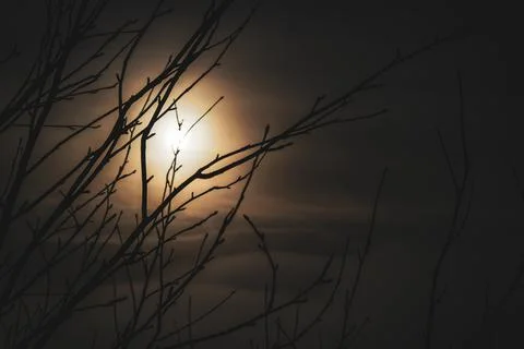 Tree branches with sunset behind and clouds Stock Photos