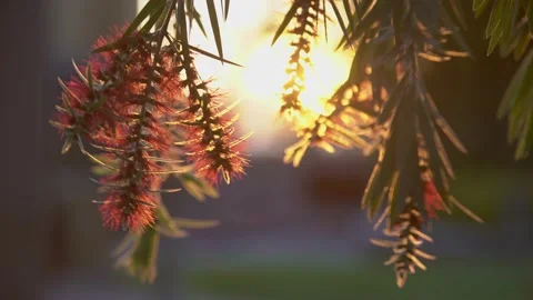 Tree branches at sunset close up Stock Footage 191290520
