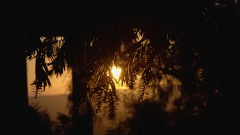 Tree branches at sunset close up Stock Footage 191290564